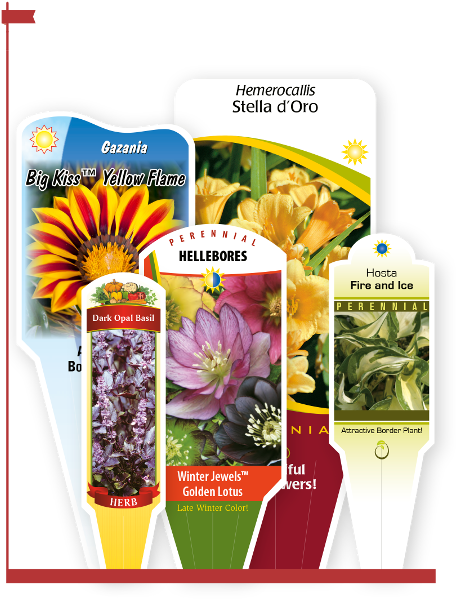 Stakes - African Daisy (500x610), Png Download