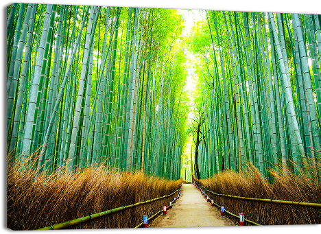 Bamboo Forest In Japan - Japan (500x500), Png Download