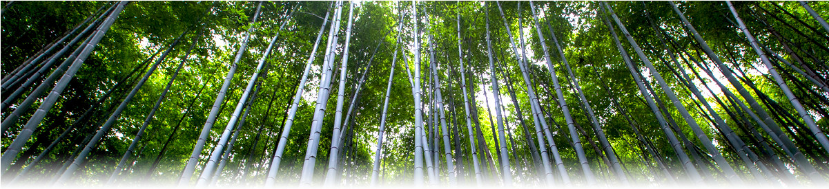 We Are Members Of - Air Purifying Bag - Cozilife Natural Bamboo Charcoal (1200x347), Png Download