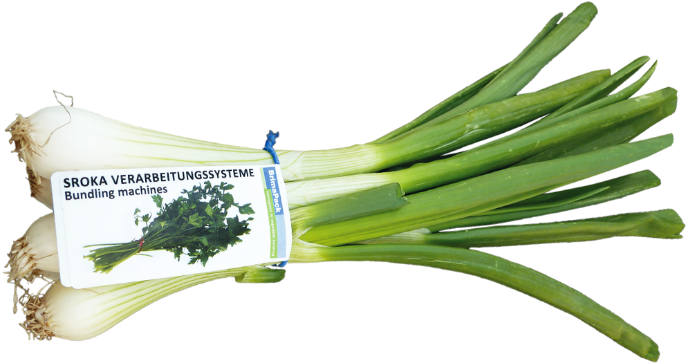 Verarbeitungssystem Frühlingszwiebeln - Welsh Onion (1326x580), Png Download