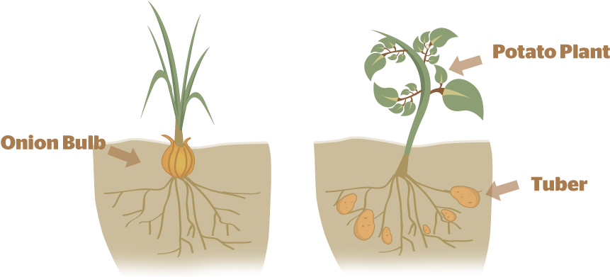 Reproduccion De Las Plantas Asexual Png (890x450), Png Download