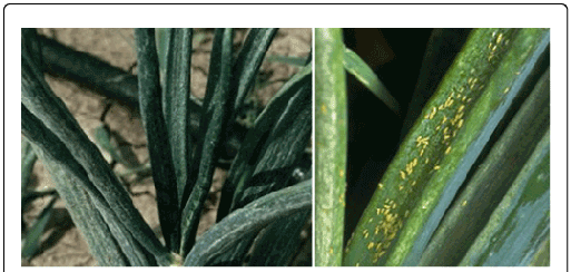 Damage Symptom Of Onion Thrips On Onion Crop - Onion Thrips Damage Symptoms (513x244), Png Download