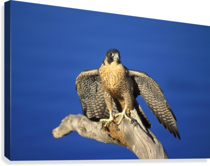 Peregrine Falcon On Perch Canvas Print - Posterazzi Dpi1787708 Peregrine Falcon On Perch Poster (429x340), Png Download