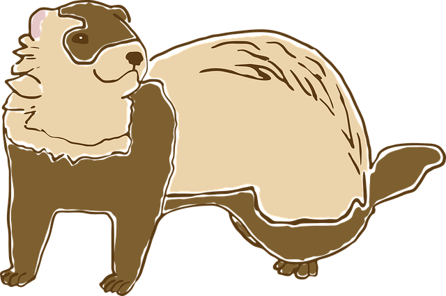 Ferret (640x426), Png Download