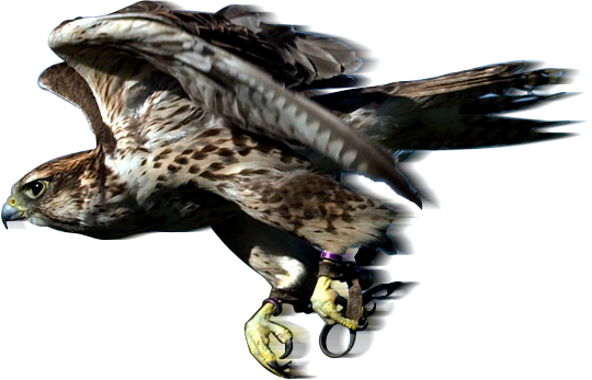 Why Not Give Us A Call And Book Yourselves A Day To - Falconry Png (540x347), Png Download