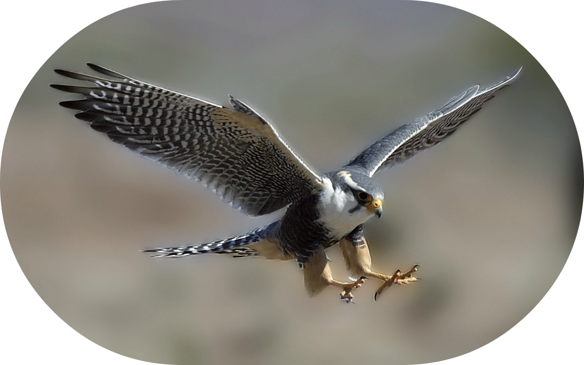 Peregrine Falcon Dive Bombing (2000x1250), Png Download