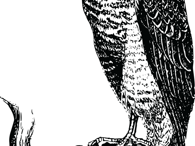 Peregrine Falcon Clipart Blackhawk - Clip Art (640x480), Png Download