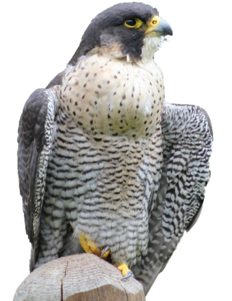 Cooper's Hawk - Maine (341x500), Png Download