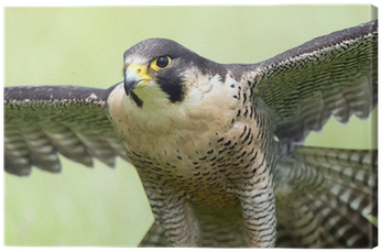 Peregrine Falcon (400x400), Png Download