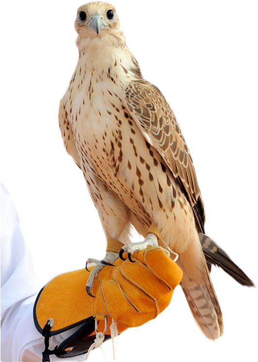 Falcon Png - صقر Hd (600x854), Png Download