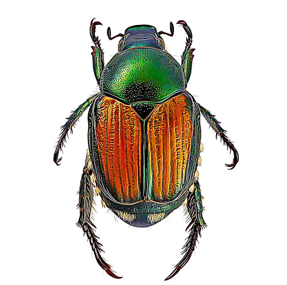 Japanese Beetles - Japanese Beetle (1000x1000), Png Download