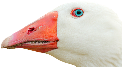 Ganso Png (510x340), Png Download