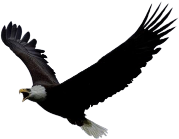 Eagle Head Animals - Eagle Gif Png (494x360), Png Download