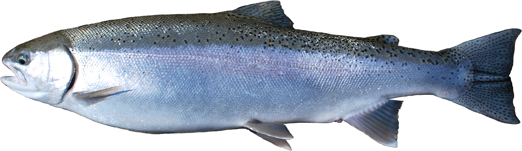 The Bag Capacity Has Been Carefully Crafted To Capture (1800x582), Png Download