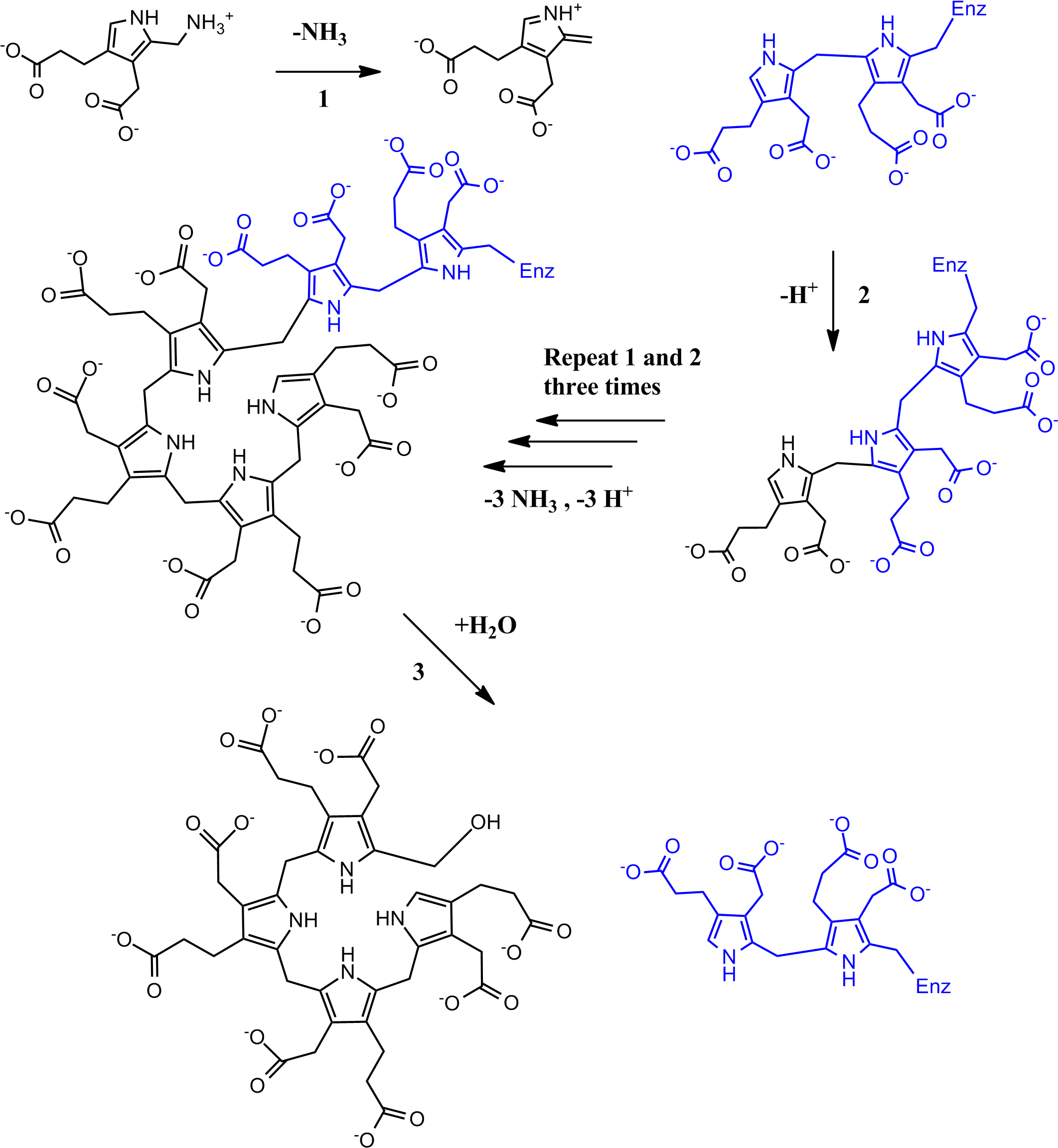 Full Pbg Deaminase Mechanism - Porphobilinogen Deaminase Mechanism (2140x2324), Png Download