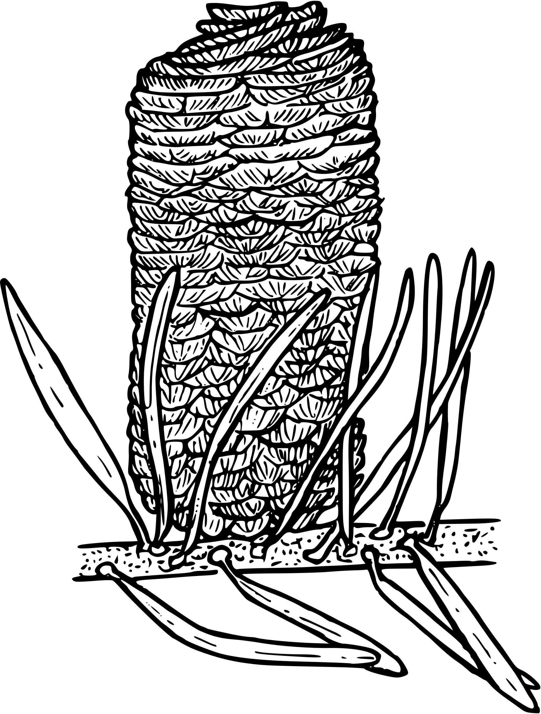 This Free Icons Png Design Of Grand Fir (1820x2400), Png Download