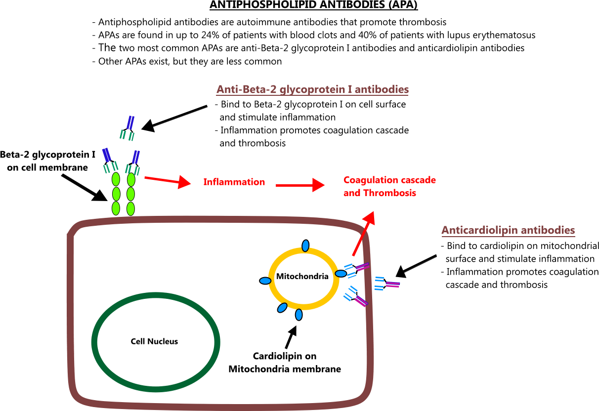 Antiphospholipid Antibodies (1212x832), Png Download