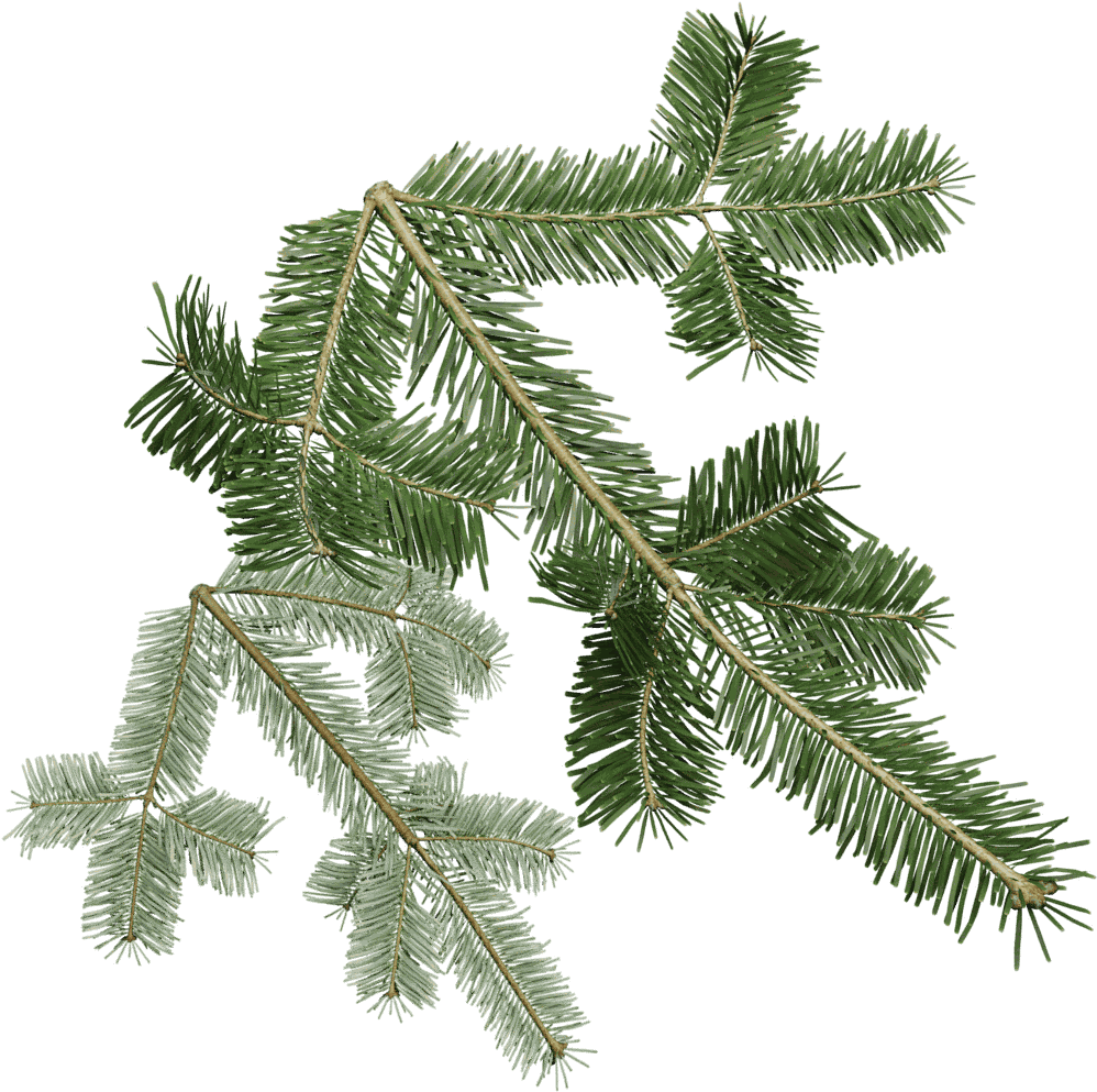 Pacific Silver Fir (1024x1024), Png Download