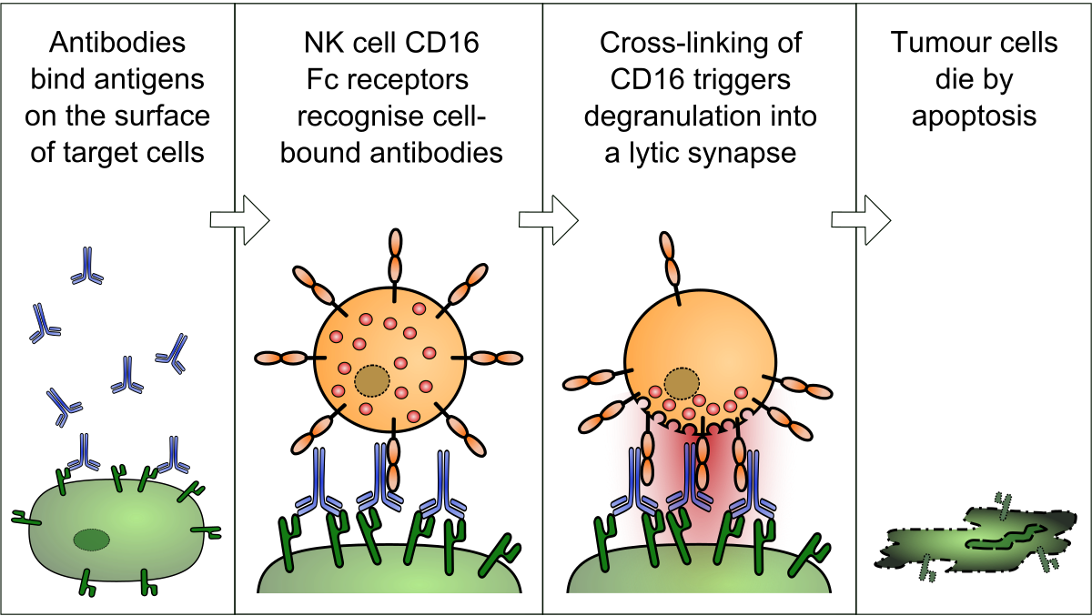 Antibody Dependent Cell Mediated Cytotoxicity (1200x677), Png Download