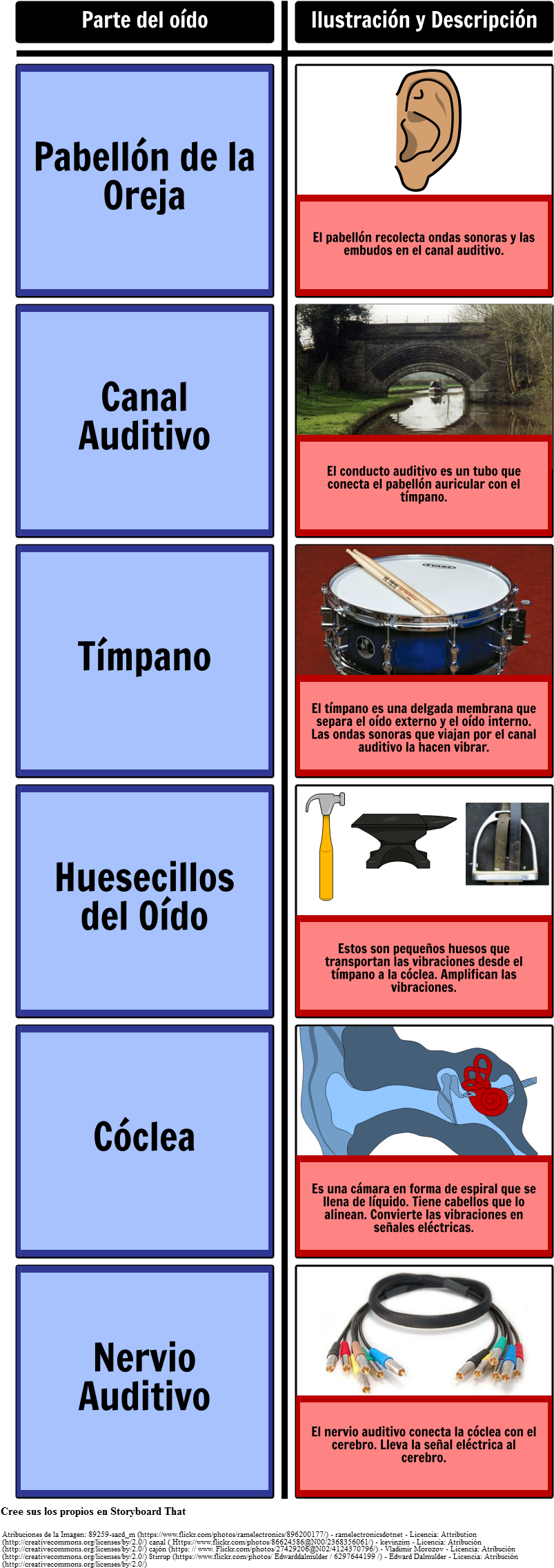 Partes Del Oído - My Picture Categories Flash Cards: 40 Language Photo (843x2296), Png Download