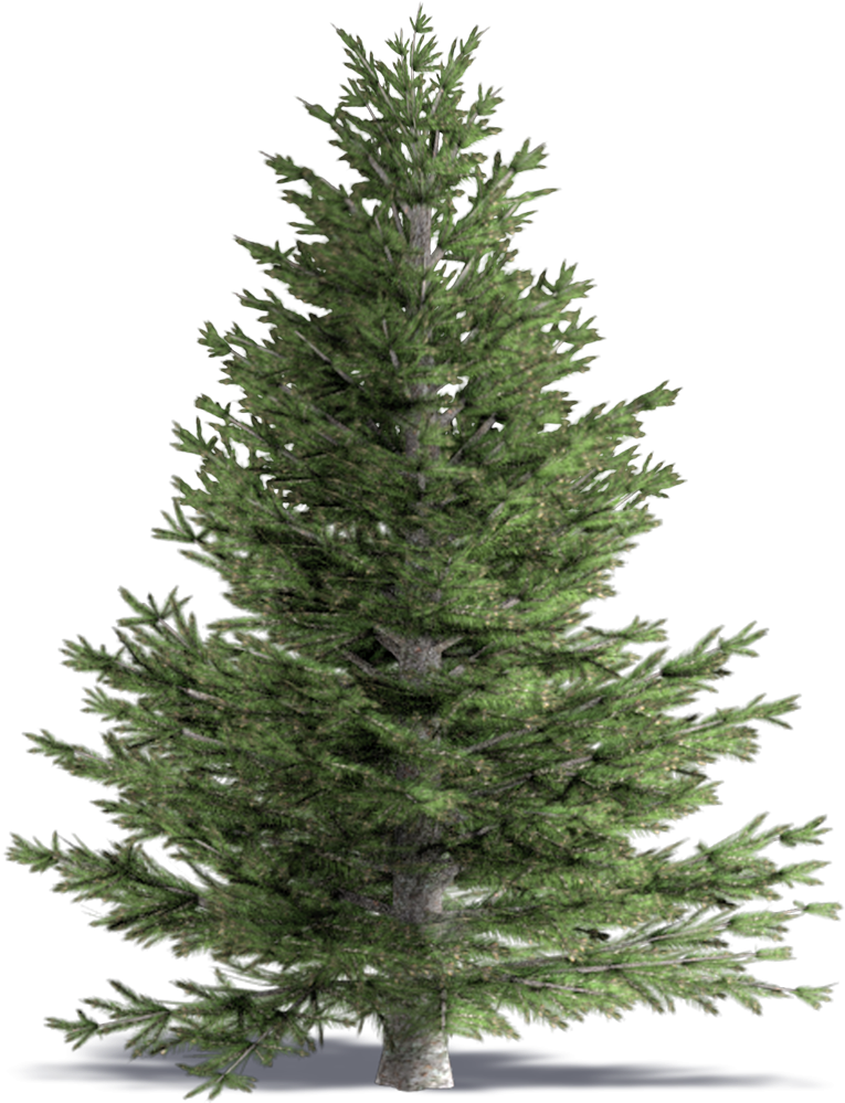 3d Viewview - Pe Christmas Tree (1000x1000), Png Download