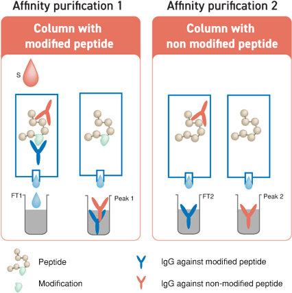 Ptm Programme Step By Step - Affinity Chromatography (466x452), Png Download
