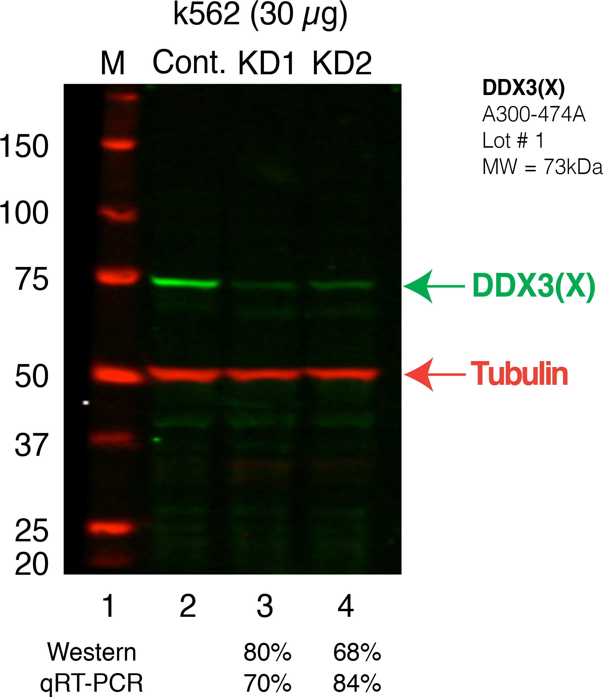 Ddx3x Secondary Western - Email Attachment (2319x2468), Png Download