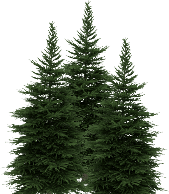 New York Lottery Pine Trees New York Lottery Pine Trees - Evergreen Drawing (588x664), Png Download