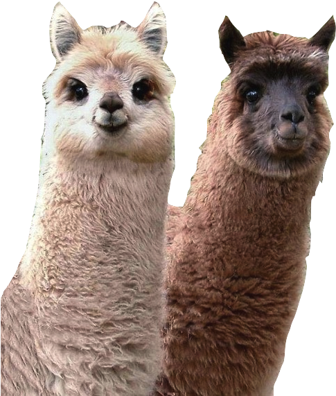 If I Were An Animal, I Would Be A Lama Because My Friends - Cutest Llama In The World (500x580), Png Download
