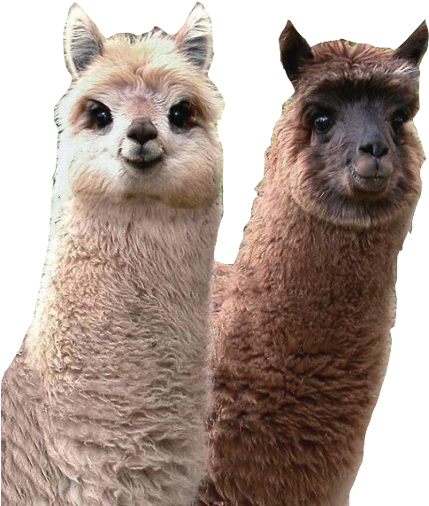 Download If I Were An Animal I Would Be A Lama Because My Friends Cutest Llama In The World Png Image With No Background Pngkey Com