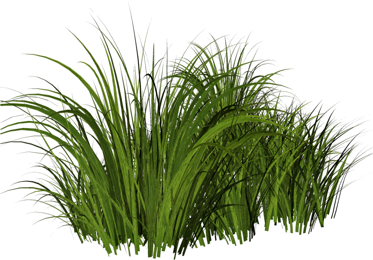 Download Free Tall Grass Png Hierba Dibujo PNG Image with No