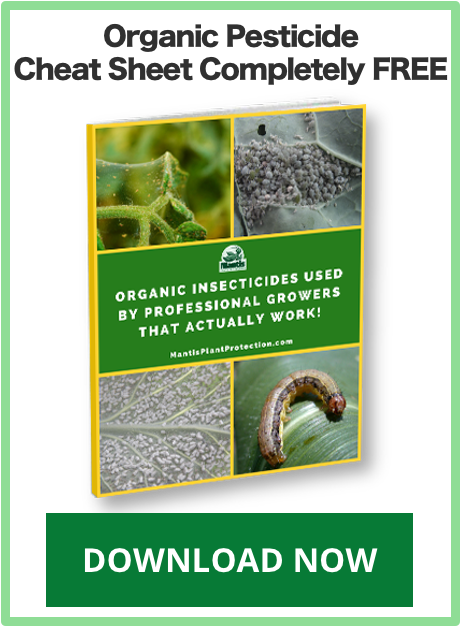 Recent Posts - Fall Armyworm (465x632), Png Download