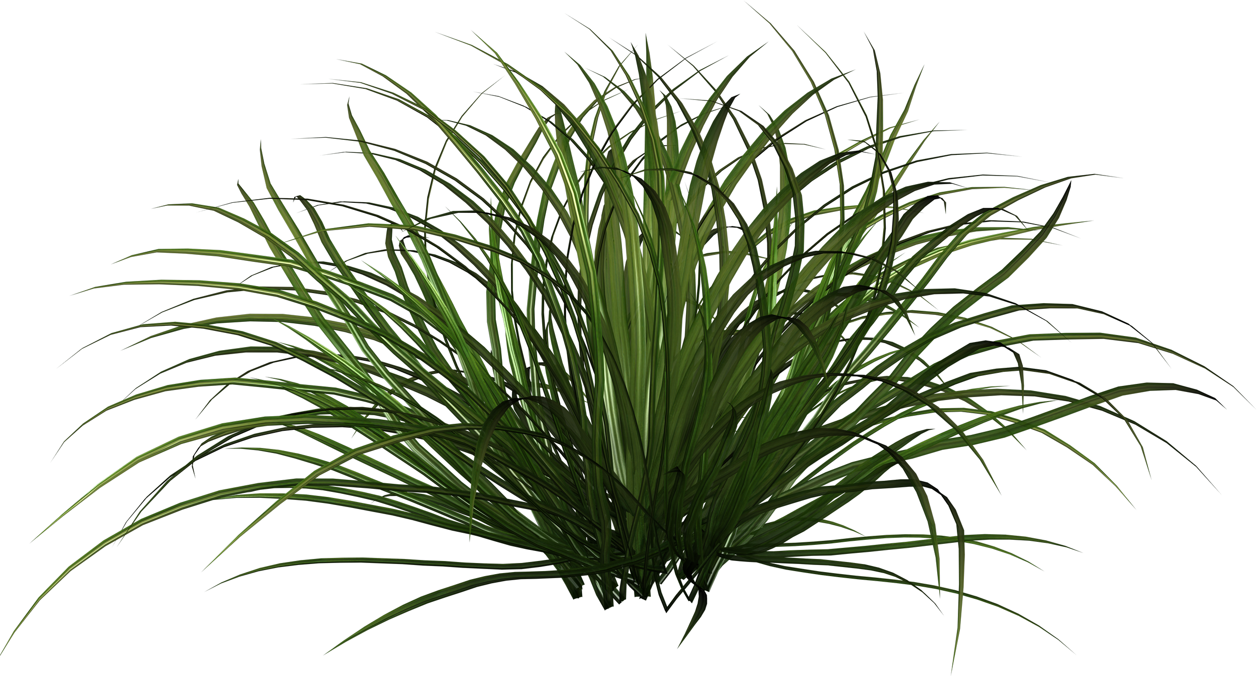 Download Grass Shrub Png PNG Image with No Background - PNGkey.com