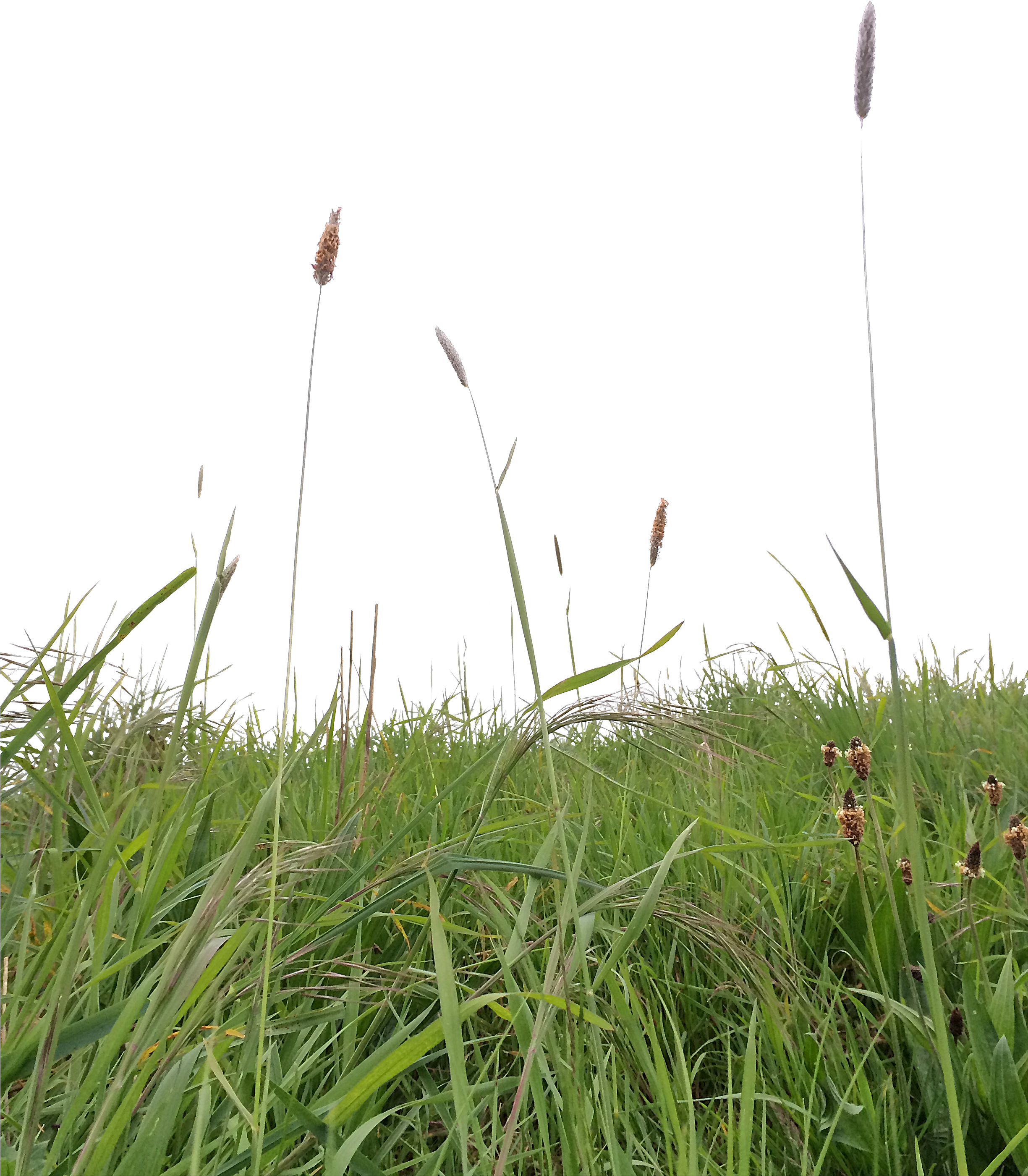 Explore Grass Photoshop Entourage Png Photoshop Tall - Deviantart (2448x2852), Png Download