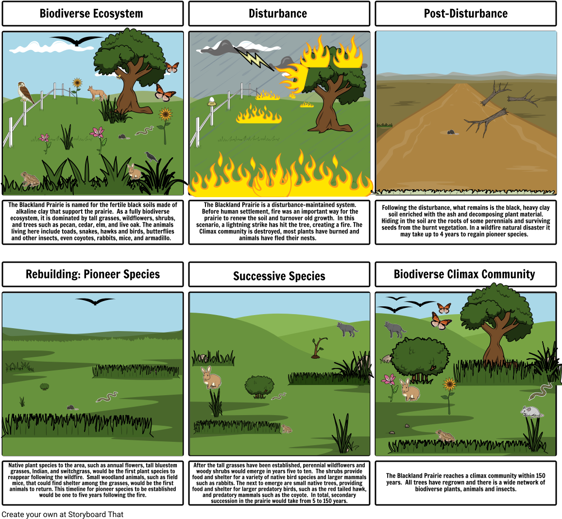 Succession Project - Succession In Blackland Prairie (1164x1086), Png Download