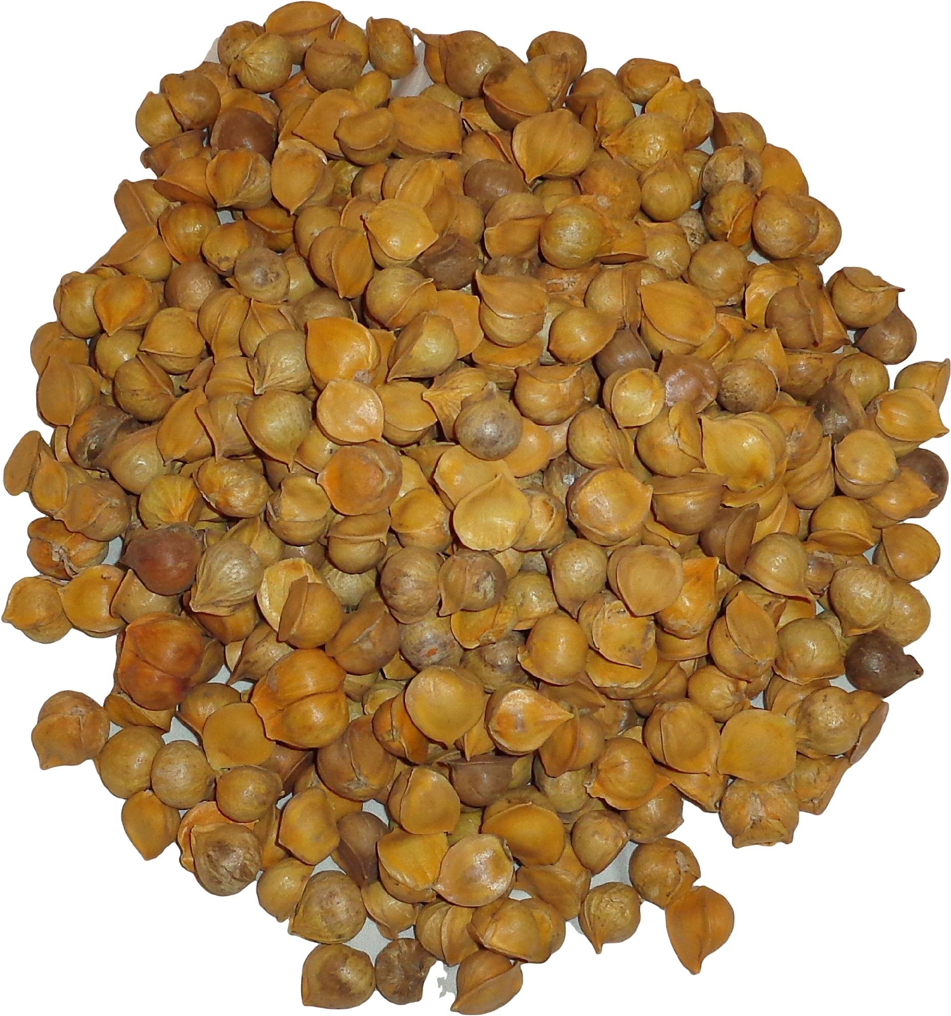 100% Natural Japanese Garlic Or Ajo Japones - 100% Natural (1961x2138), Png Download