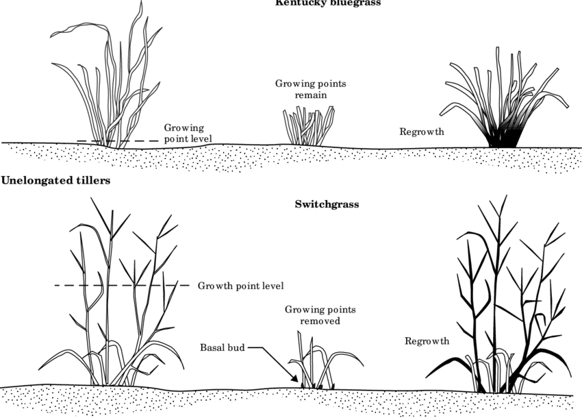 Response Of A Nonjointed Grass Like Kentucky Bluegrass - Line Art (850x613), Png Download