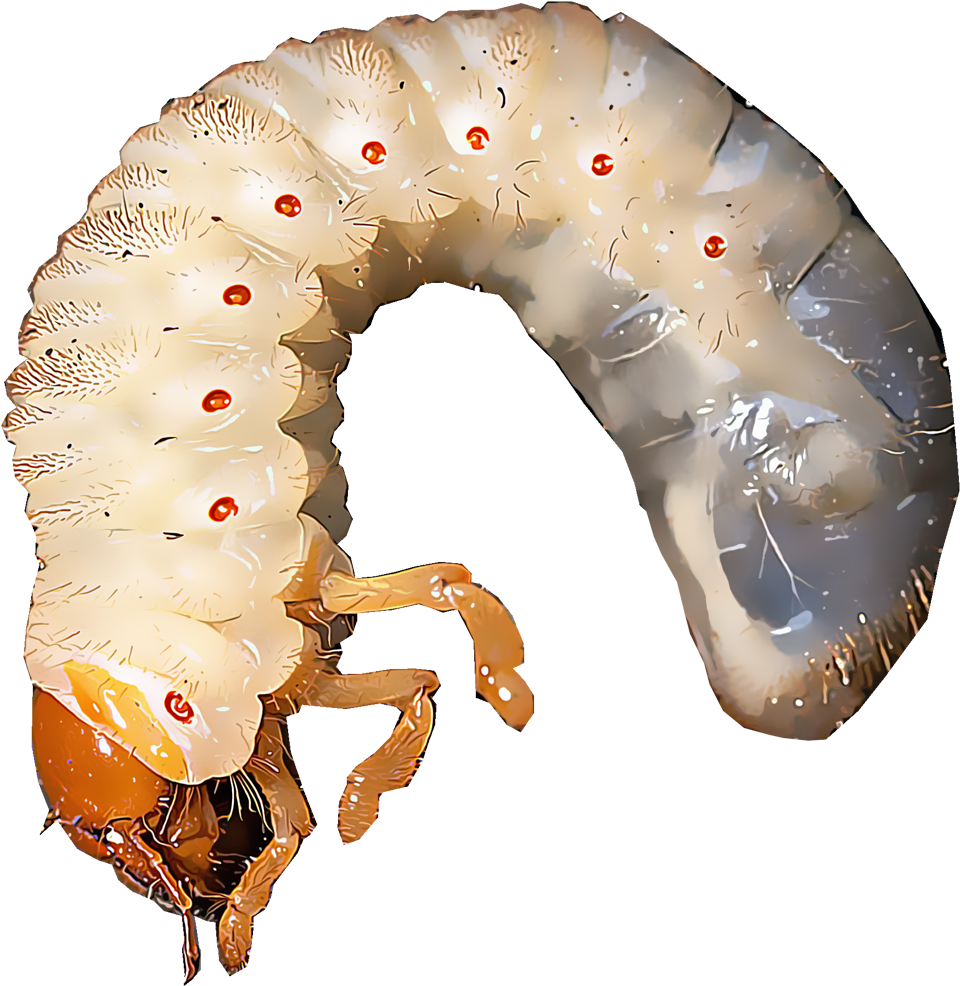 White Grubs Are The Immature Larvae Of Several Species - Caterpillar (1000x1000), Png Download