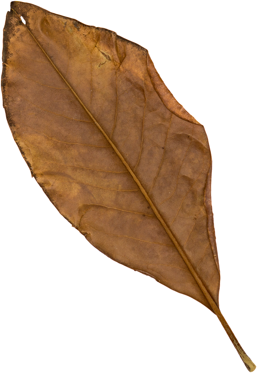 Brown Black Leaf Transparent Decorative - Leaf (1024x1384), Png Download
