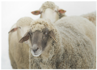 Sheep (400x400), Png Download
