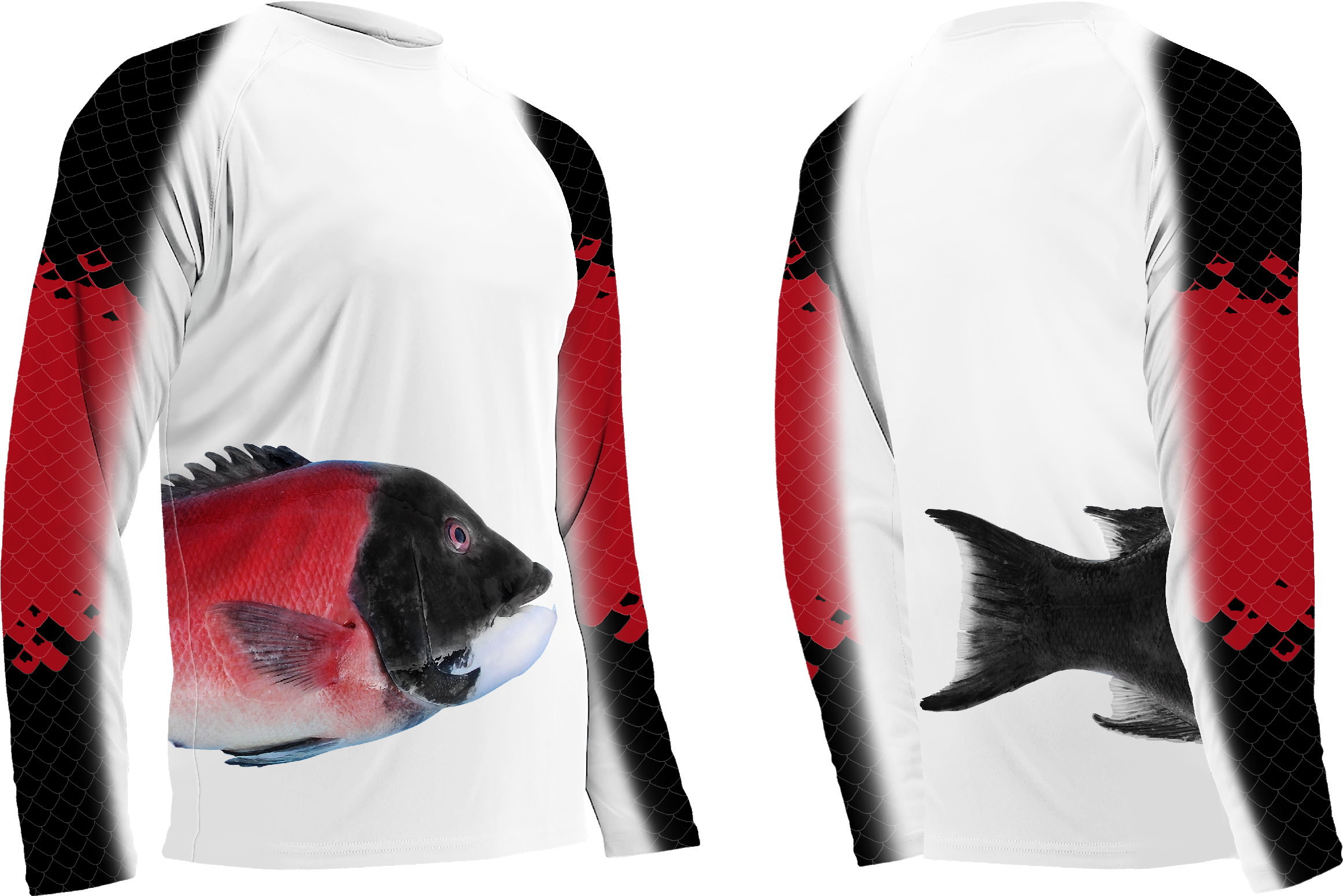 Wrap Around Cali Sheephead - California Sheephead (2354x1600), Png Download