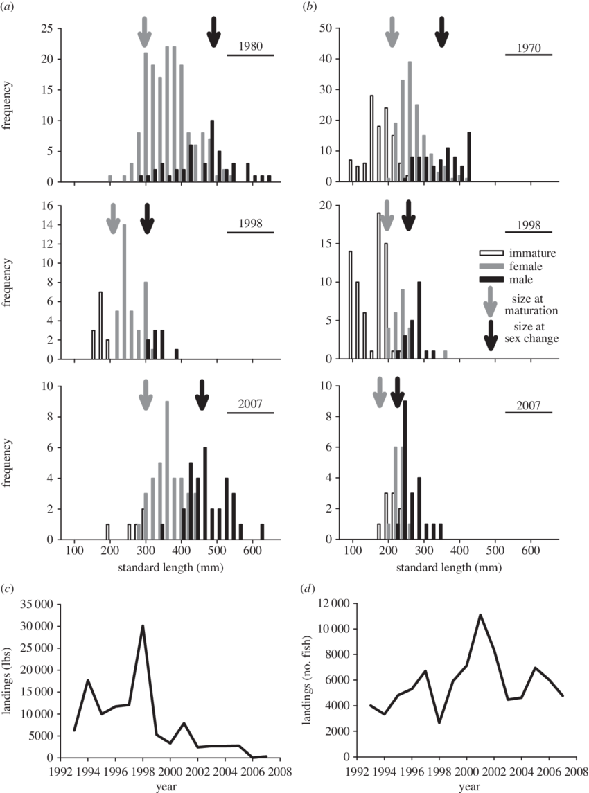 Changes In California Sheephead Size Structure And - Fish Size Truncation (850x1145), Png Download