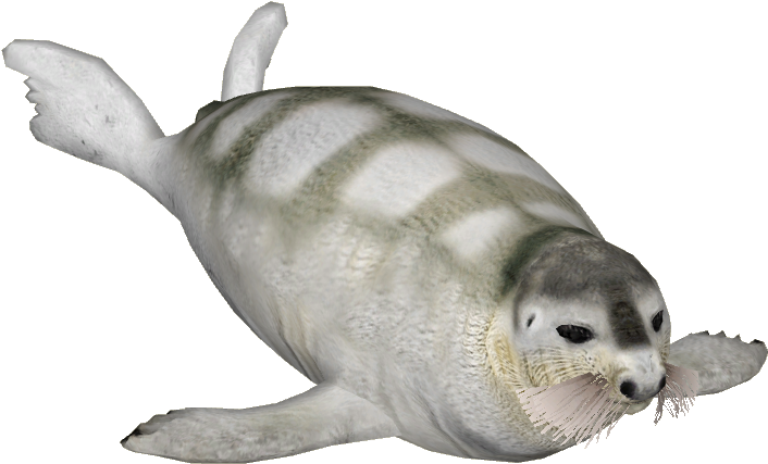 Bearded Seal 6 - Harbor Seal (705x705), Png Download