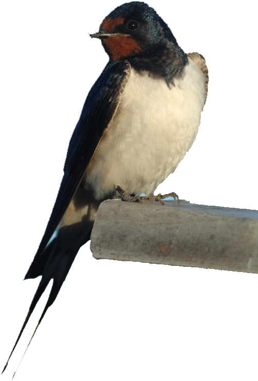 Swallow Solutions - Rondine (545x792), Png Download