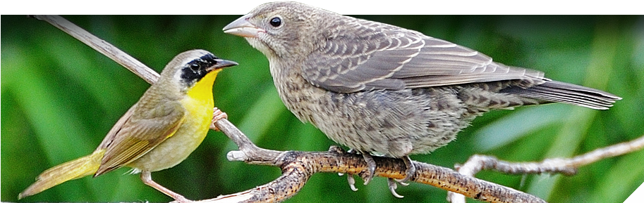 General Bird & Nest Info - Cowbird And Songbird Symbiotic Relationship (912x306), Png Download