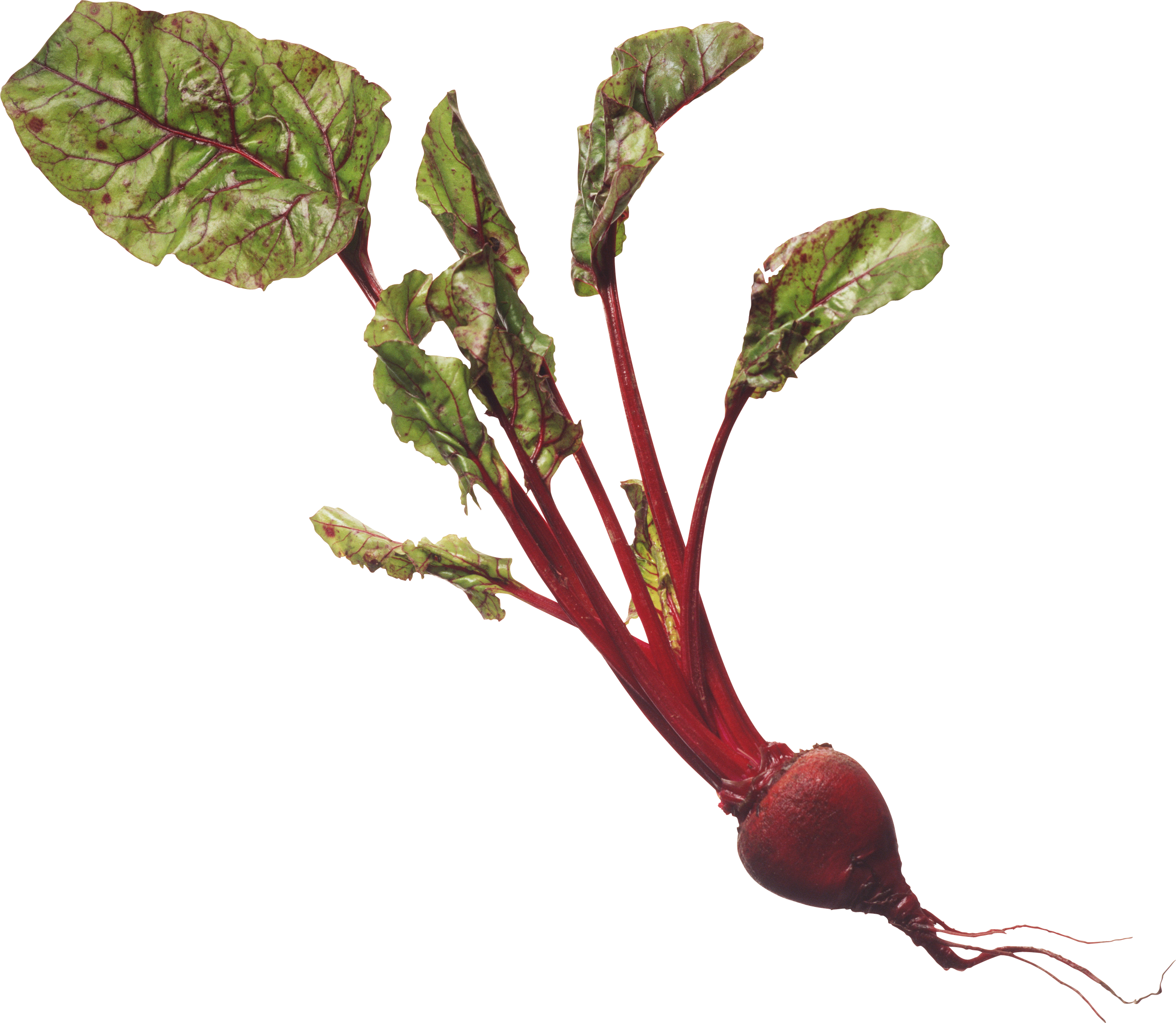 Nutritional Health Bible (2606x2266), Png Download