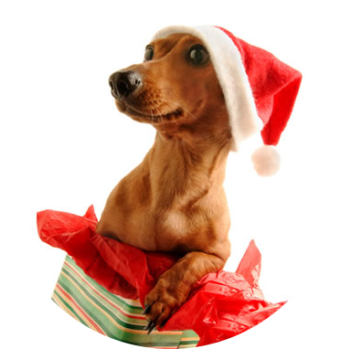 Dachshund Wearing Santa Hat (373x382), Png Download