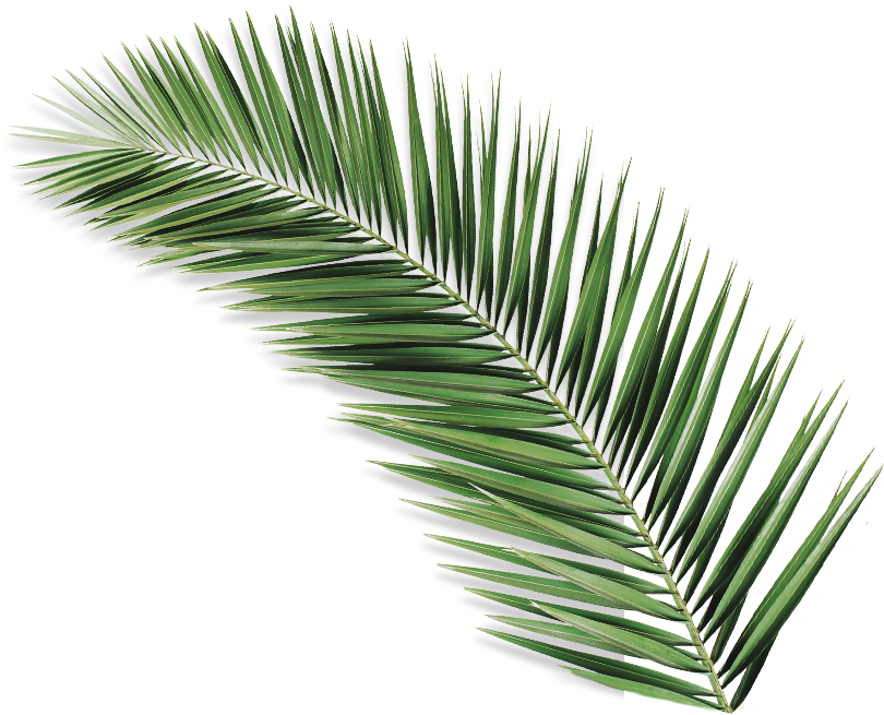 Palmolive Natureza Secreta Açaí - Palm Leaf Iii Metal Print By Orara Studio (1590x654), Png Download