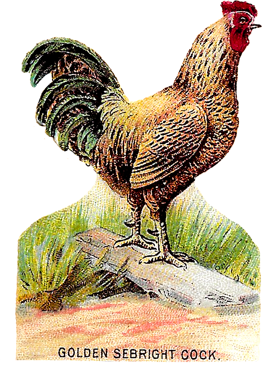 Vintage Bird Clip Art Downloads - Chicken Wing Antique Illustration (1141x1600), Png Download