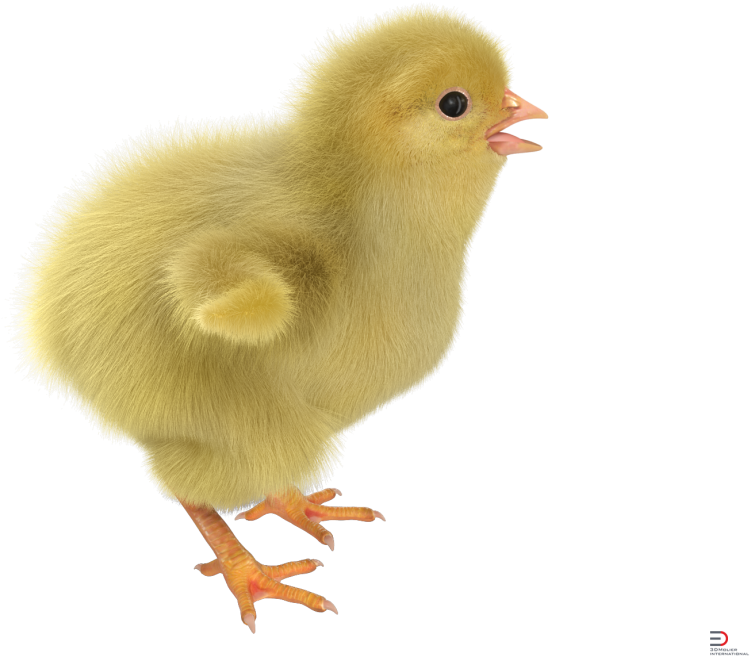 Chick 1. Цыпленок. Цыпленок на белом фоне. Цыпленок на прозрачном фоне. Цыпленок без фона.